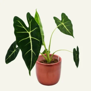 alocasia frydek 1