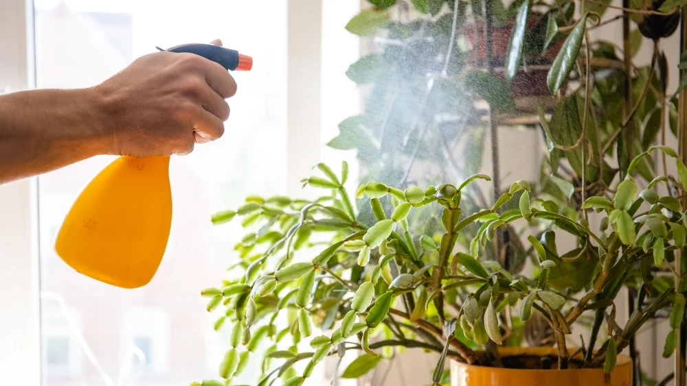 como aumentar la humedad de tus plantas
