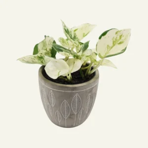 pothos manjula 1