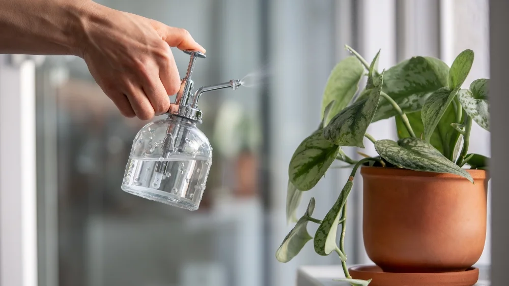 pulverizar tus plantas