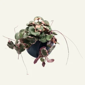 saxifraga stolonifera variegata 1