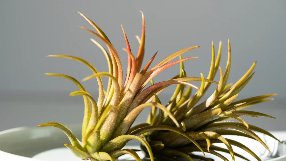tillandsias planta del aire
