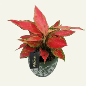 aglaonema cherry baby 1