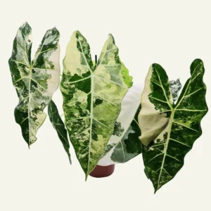 alocasia frydek variegata 5