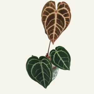 anthurium crystallinum 7