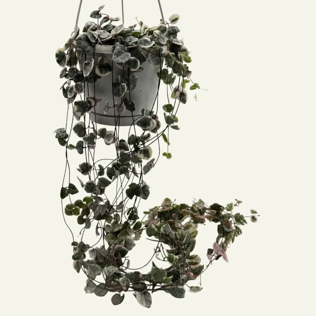 ceropegia woodii variegata 5