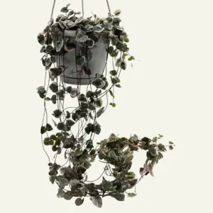 ceropegia woodii variegata 5