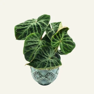philodendron verrucosum 5