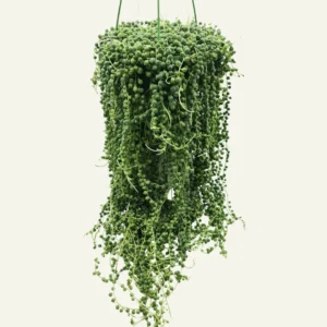 senecio rowleyanus 5