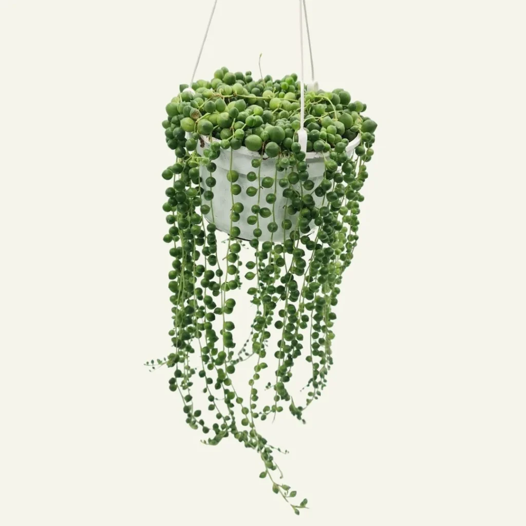 senecio rowleyanus 5
