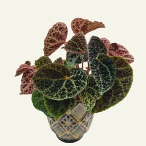 begonia ferox 5