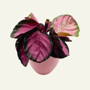 calathea crimson 1