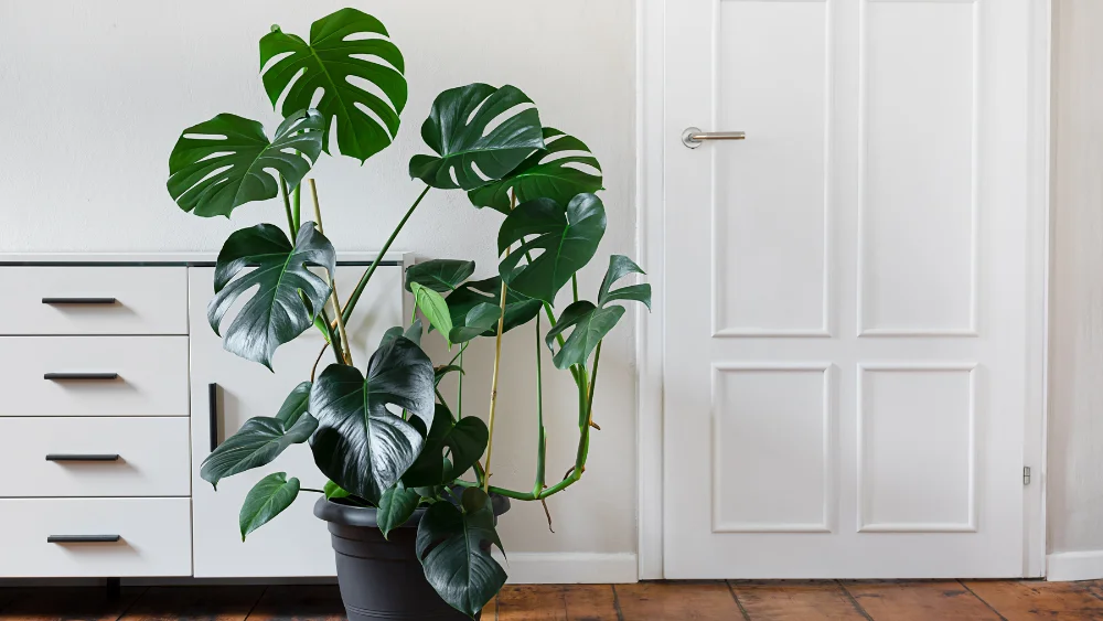 monstera deliciosa