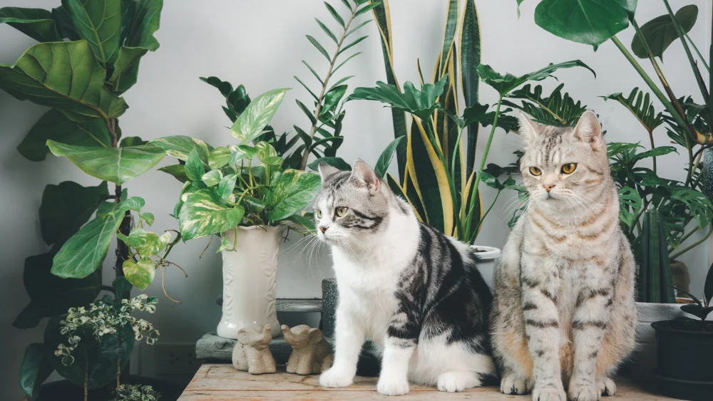 plantas aptas para mascotas