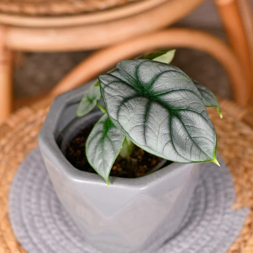plantas exoticas para amantes de lo diferente