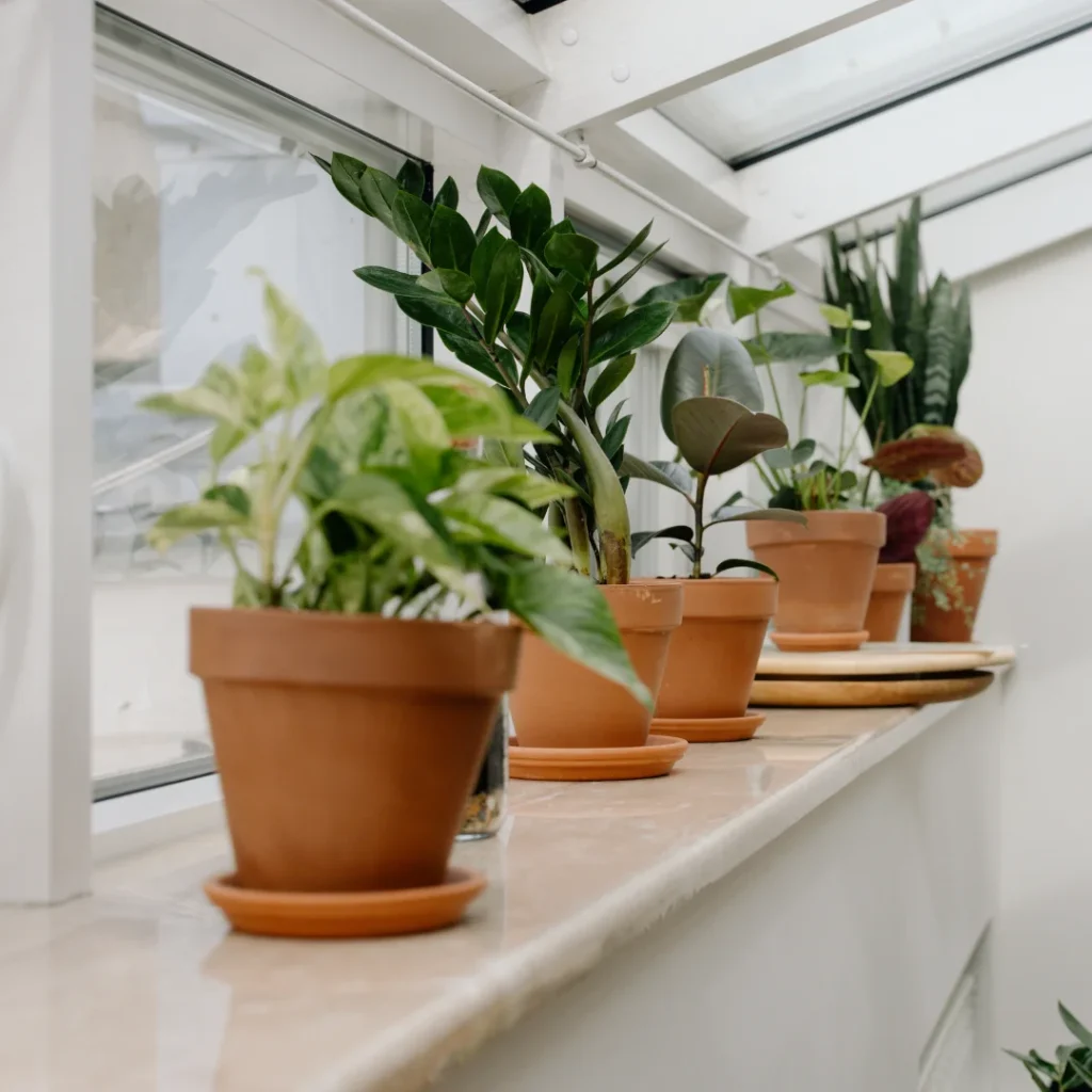 plantas facil cuidado perfectas principiantes