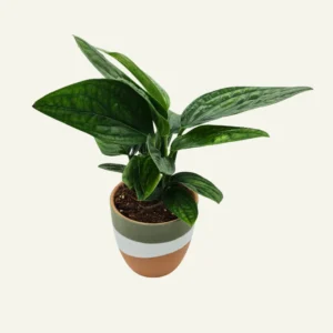 pothos marble planet 1