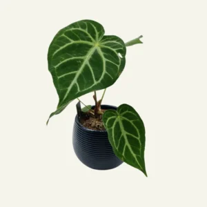 anthurium magnificum 1