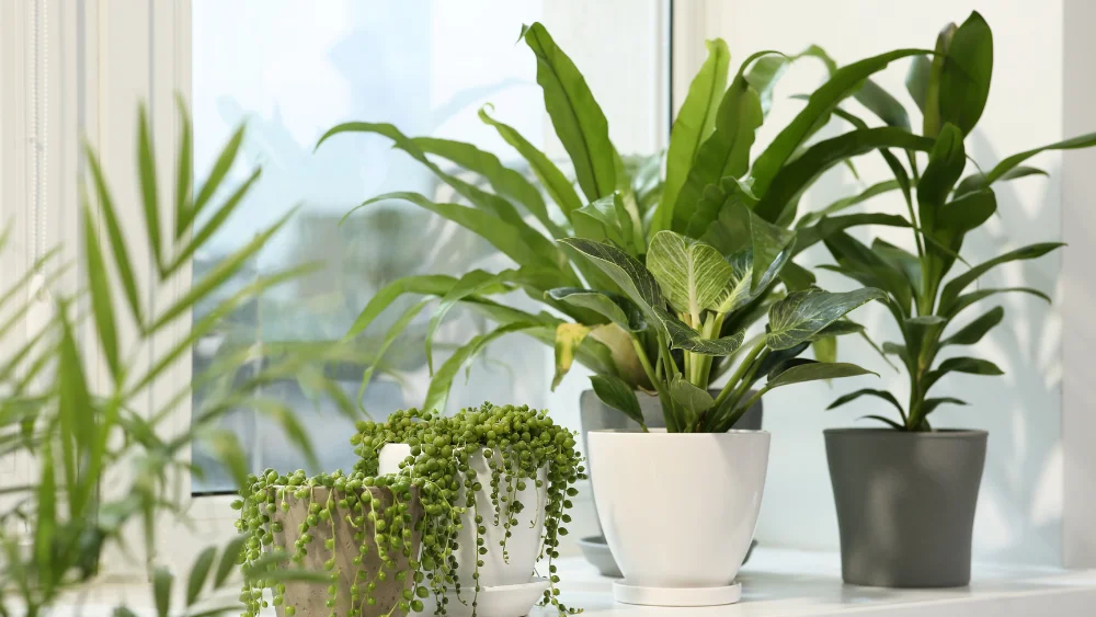 como cuidar y regar tus plantas en verano