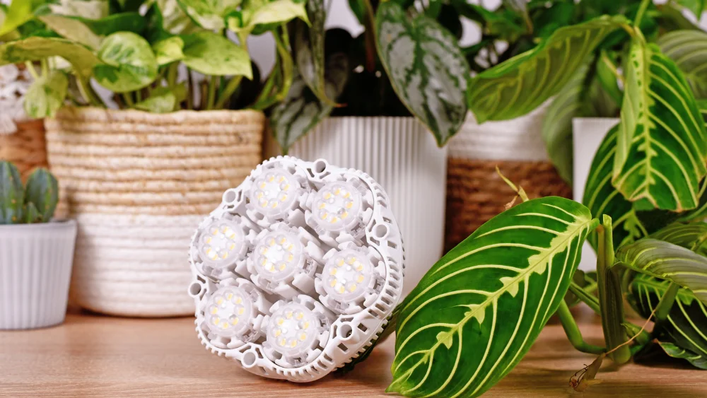 importancia luces crecimiento para plantas