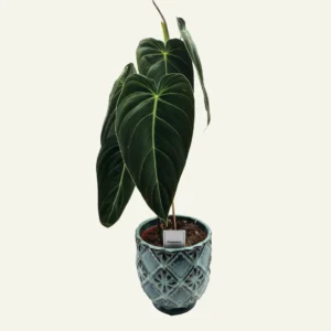 philodendron melanochrysum 1