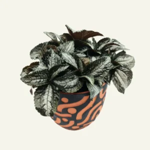 pilea silver tree 1