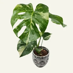 monstera deliciosa variegata 1