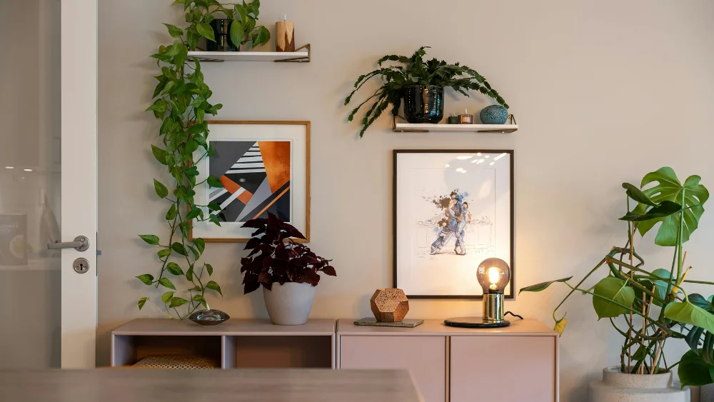 mejores plantas para principiantes