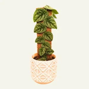 Monstera Dubia