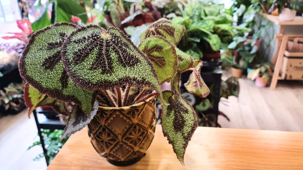 begonia masoniana planta original