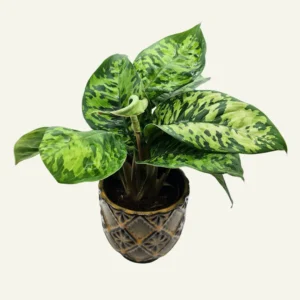 homalomena camuflage 1