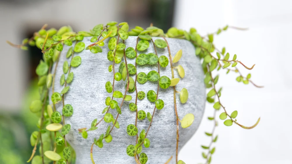 plantas originales que casi nadie tiene