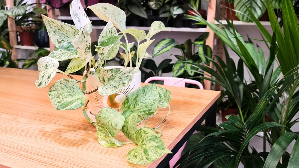 potho marble queen planta original