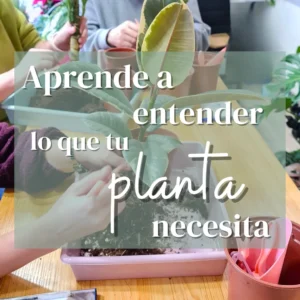 taller presencial zaragoza aprende a entender lo que tu planta necesita