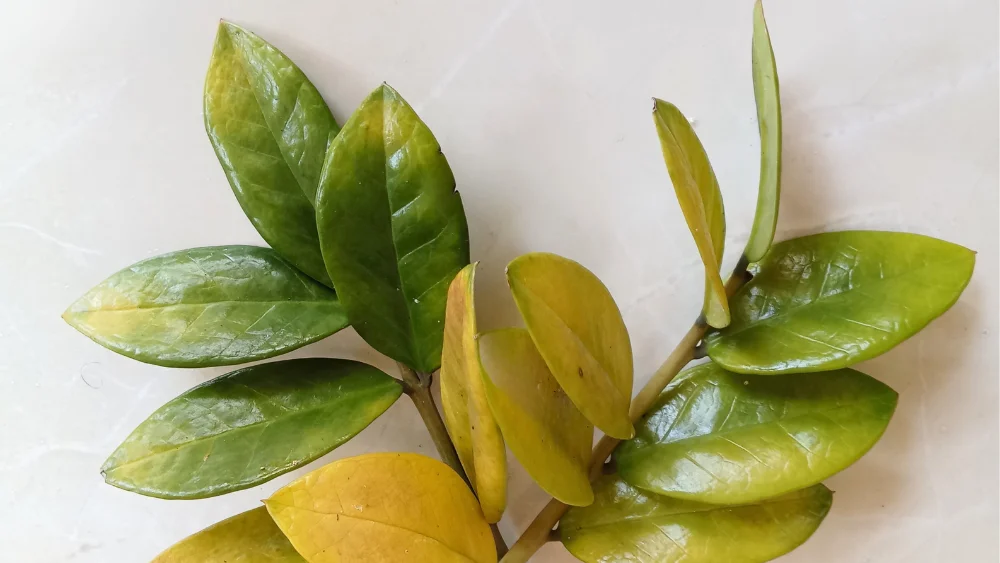 hojas amarillas en nuestras plantas