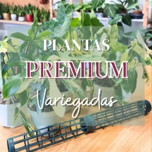 taller plantas premium variegadas 1