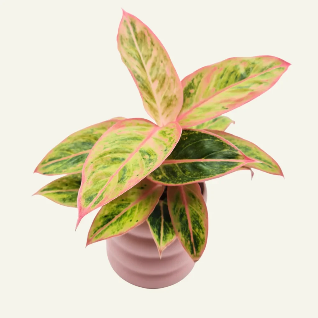 aglaonema salmon fantasy 1
