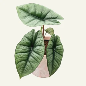 alocasia platinum 1