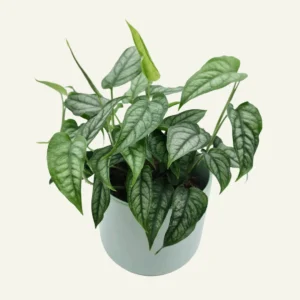 monstera siltepecana 1