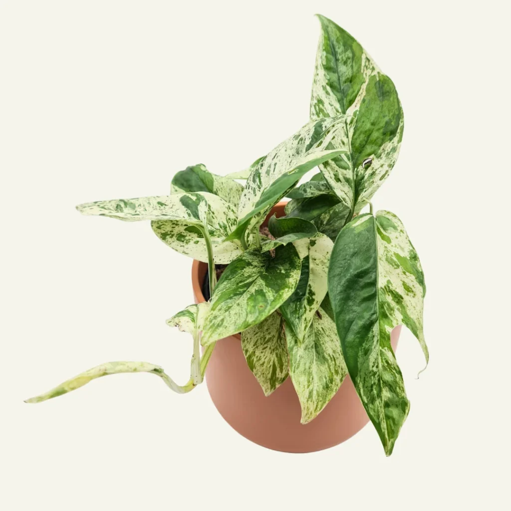 pothos marble king 1