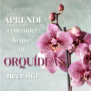 taller aprende a entender lo que tu orquidea necesita 1
