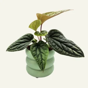 anthurium luxurians x radicans 1