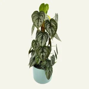 philodendron brandtianum 1