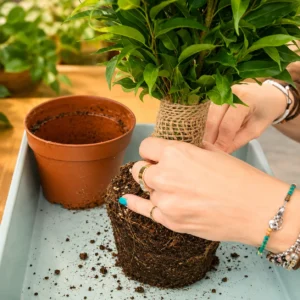 sesión individual entiende tus plantas 2