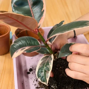 sesión individual entiende tus plantas 3
