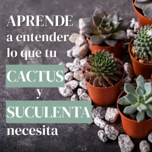 taller aprende a entender lo que tu cactus y suculenta necesita