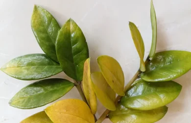 hojas amarillas en nuestras plantas