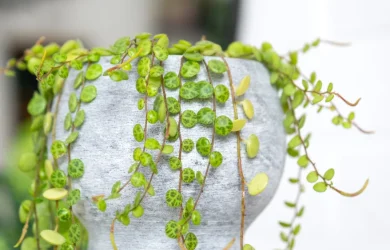plantas originales que casi nadie tiene